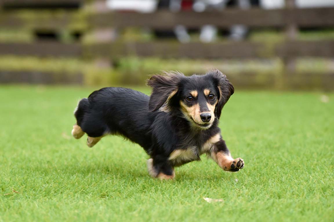 與愛犬一同享受 LUXURY 豪華露營 2 棟設有專屬寵物遊樂場的木屋